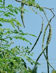 moringa oleifera drumstick pods