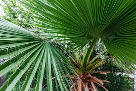 sabal palm sanctuary of south texas