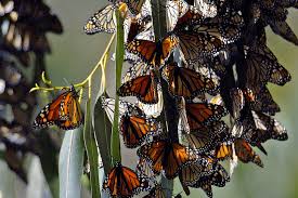 california s monarch erflies are