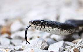 black snakes what you should know