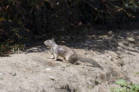 California ground squirrel, Otospermophilus beecheyi – Biodiversity Atlas  of LA
