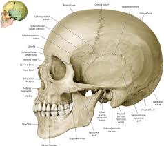 It is trapezoidal in shape and curved on itself like a shallow dish. Bones Of The Head Atlas Of Anatomy