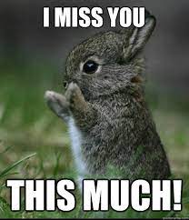 i miss you this much dis much bunny