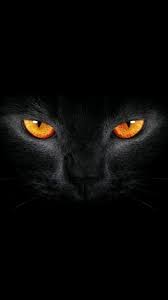 full black screen black cat with