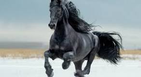 Image result for Horse For Sale