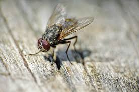 how to keep flies away from the home