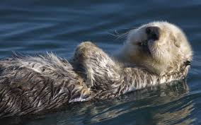 200 otter pictures wallpapers com