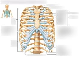 Rib cage pain can be caused. Anatomy Thoracic Cage Rib Cage Diagram Quizlet