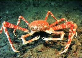 Image result for spider crab