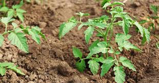 Plant And Grow Tomatoes In Clay Soil