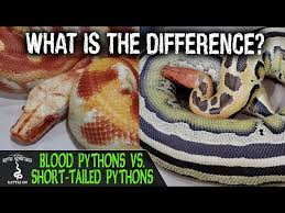 blood pythons vs short tailed pythons