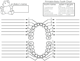 Teeth Diagram Numbers Technical Diagrams