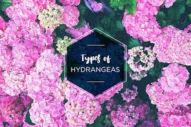 Types Of Hydrangeas A Visual Guide Ftd Com