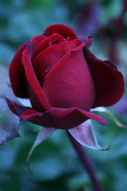 photo of rose red love plant flower