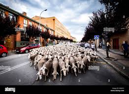 Gran rebaño de ovejas transita por las calles de la ciudad de Soria durante  la trashumancia, Castilla y León, España Fotografía de stock - Alamy