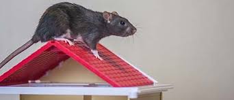 baiting tips for roof rats