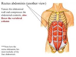 Fabian identifying the muscles and landmarks of the abdomen and chest. 2 Chest Abdomen