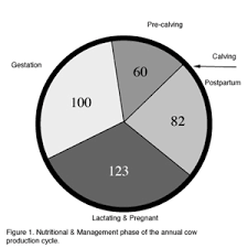 Nutrition And Feeding Of The Cow Calf Herd Production Cycle