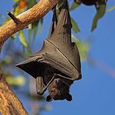 deforestation brings bat borne virus