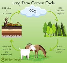 what is the carbon cycle definition