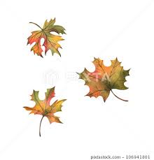 autumn orange maple leaves three