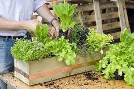Planting Herbs And Salad Leaves In