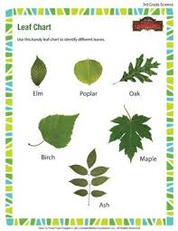 Leaf Chart Printable Third Grade Science Worksheet Third