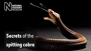 spitting cobras the peculiar evolution