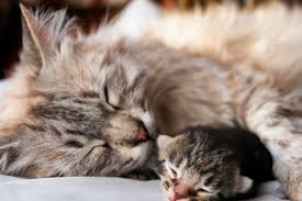 Learn how long baby should nap, and how many naps baby needs. Weekly Kitten Development Timeline Hill S Pet