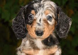 dachshund puppies in usa