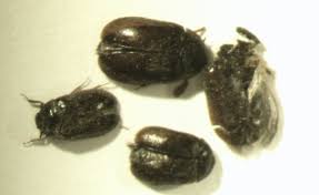 carpet beetle in house pest control