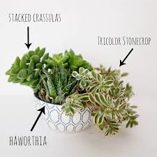 succulent container garden in a bowl