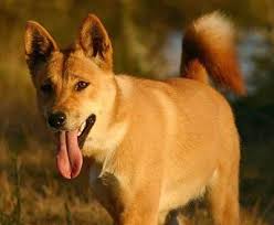 Dingo Information and Pictures
