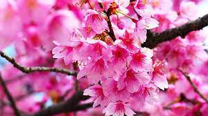 pink cherry blossom best bunga