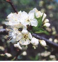 Prunus americana - Online Virtual Flora of Wisconsin