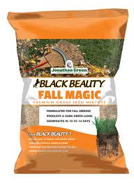 black beauty fall magic gr seed