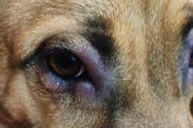 swollen eye in dogs causes and treatments