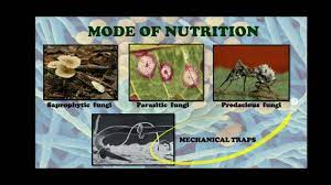Nutrition in Fungi - YouTube