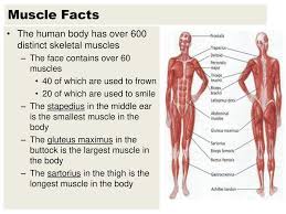 It is called a smooth muscle because. Names Of Muscles Are Descriptive Ppt Download