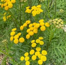 tansy tanacetum vulgare plants for
