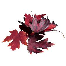 red maple leaves in diffe shades