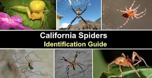 types of spiders in california with