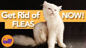 how to get rid of all fleas on cats and