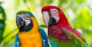macaw parrots parrots