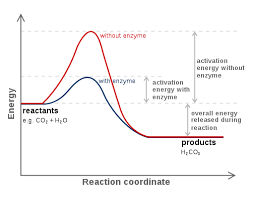 Structural Biochemistry Enzyme Activation Energy Wikibooks