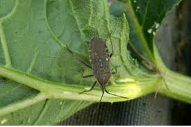 Squash Bugs In Your Garden