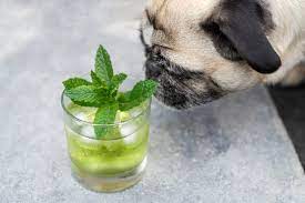 Can Dogs Eat Spearmint All You Need To