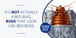 bed bug bugs that look like bed bugs