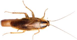 3 the best roach traps. Rethinking German Cockroach Control Pct Pest Control Technology