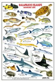 Fishcards Com Fishes And Invertebrates Page
